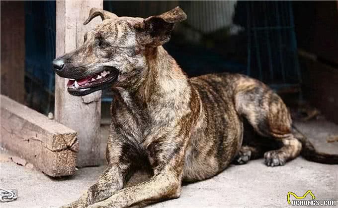 7只中国獒犬体型巨大，霸气十足，不比国外品种差!