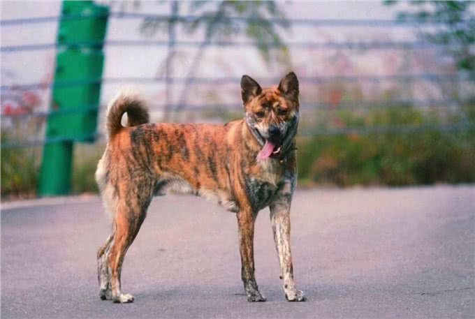 7只中国獒犬体型巨大，霸气十足，不比国外品种差!