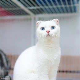 那些你不知道的美国短毛猫的佛系花色