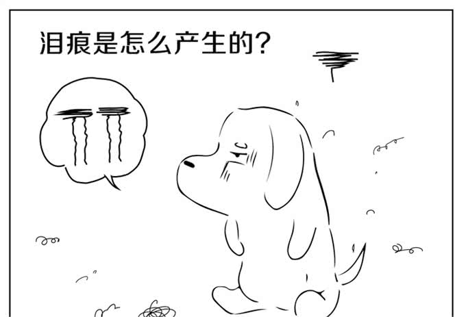 狗狗泪痕是如何产生的呢?