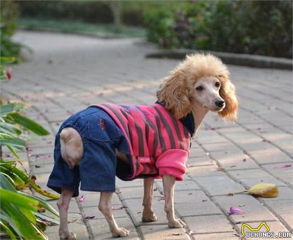 贵宾犬可不是随便配种的!得先知道这些禁忌才能有健康的宝宝!