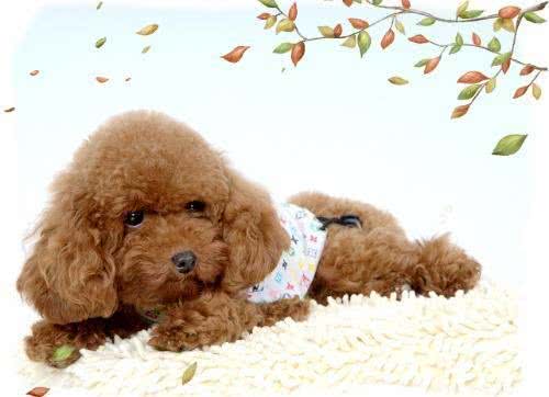贵宾犬可不是随便配种的!得先知道这些禁忌才能有健康的宝宝!