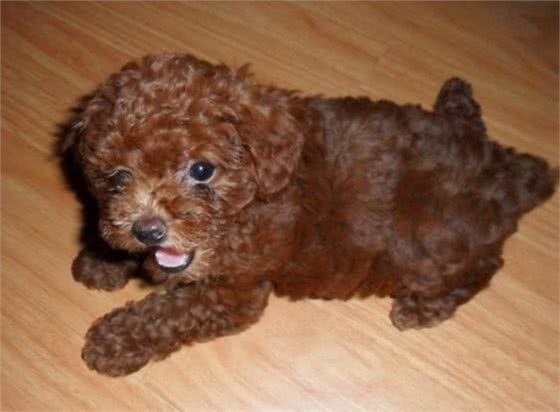 贵宾犬可不是随便配种的!得先知道这些禁忌才能有健康的宝宝!