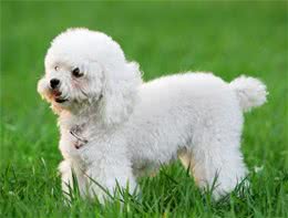 贵宾犬可不是随便配种的!得先知道这些禁忌才能有健康的宝宝!