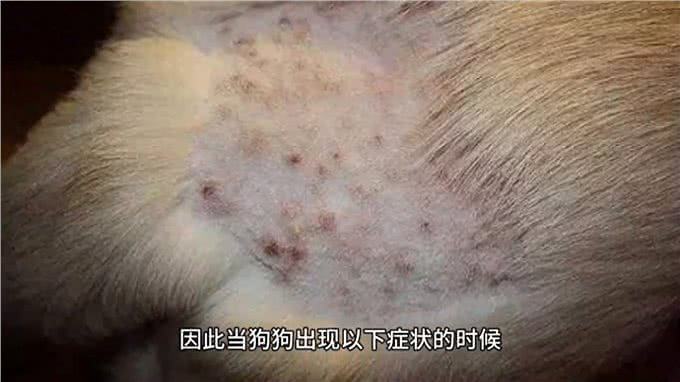 出现这八大症状，可能是你的狗狗生病了!—养狗经验分享