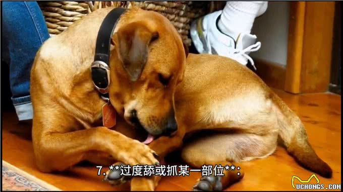 出现这八大症状，可能是你的狗狗生病了!—养狗经验分享