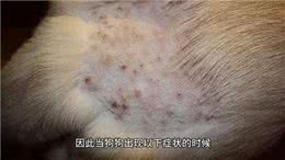 出现这八大症状，可能是你的狗狗生病了!—养狗经验分享