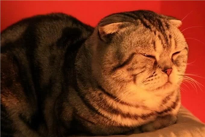 常见折耳猫的身价列表，同品种不同花色的价格都有差异