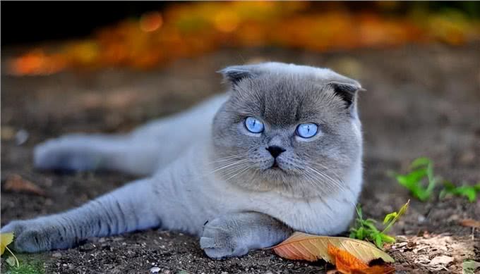 常见折耳猫的身价列表，同品种不同花色的价格都有差异
