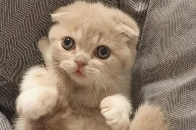 常见折耳猫的身价列表，同品种不同花色的价格都有差异
