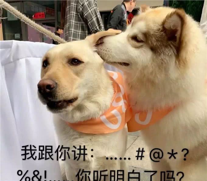 狗狗为什么轻咬主人?这些原因没多少人全知道