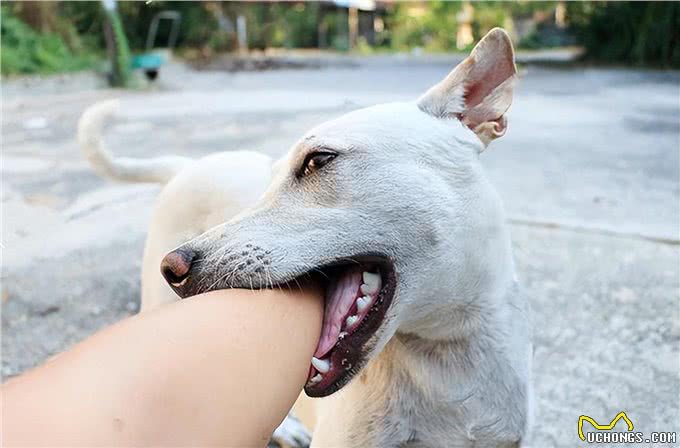 狗狗为什么轻咬主人?这些原因没多少人全知道