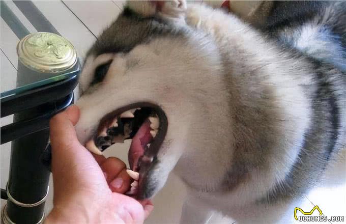 狗狗为什么轻咬主人?这些原因没多少人全知道