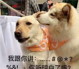 狗狗为什么轻咬主人?这些原因没多少人全知道