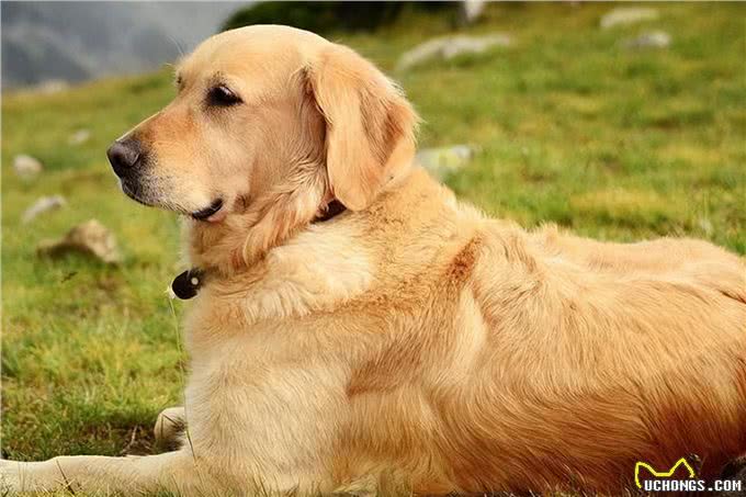 金毛犬吃什么食物最好wellness宠物健康推荐