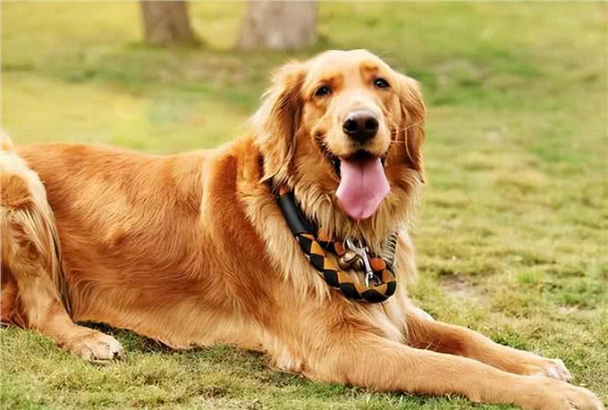 金毛犬吃什么食物最好wellness宠物健康推荐