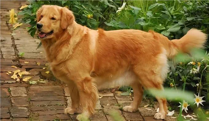 金毛犬吃什么食物最好wellness宠物健康推荐