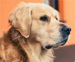金毛犬吃什么食物最好wellness宠物健康推荐