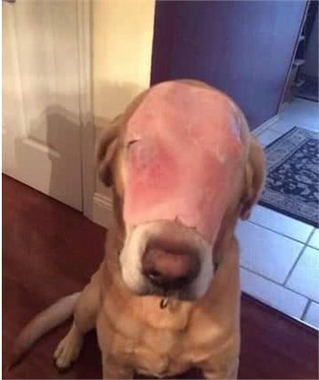 狗狗脸部大面积烧伤让人心疼，仔细再看一次才发现眼泪白流了