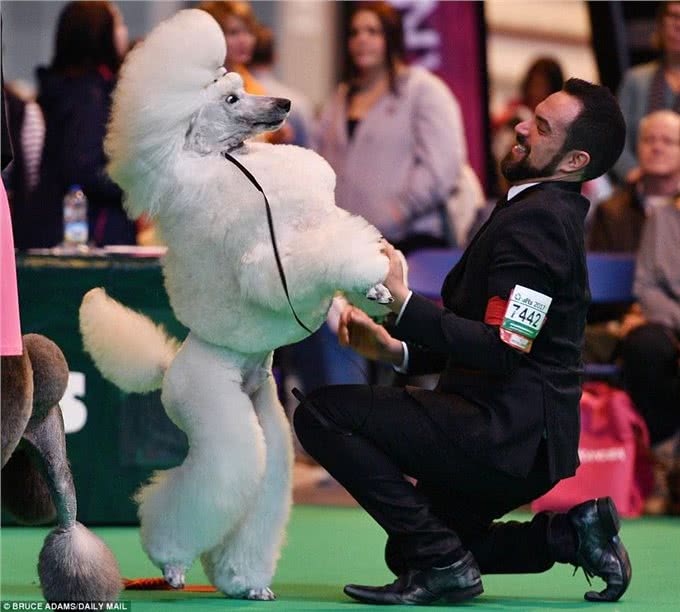 英国伯明翰Crufts犬赛开幕各类萌犬争先亮相