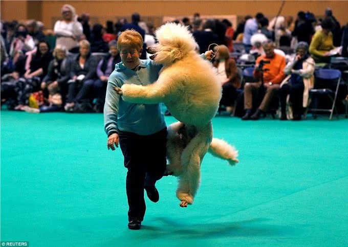 英国伯明翰Crufts犬赛开幕各类萌犬争先亮相