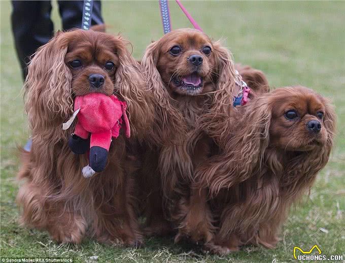 英国伯明翰Crufts犬赛开幕各类萌犬争先亮相