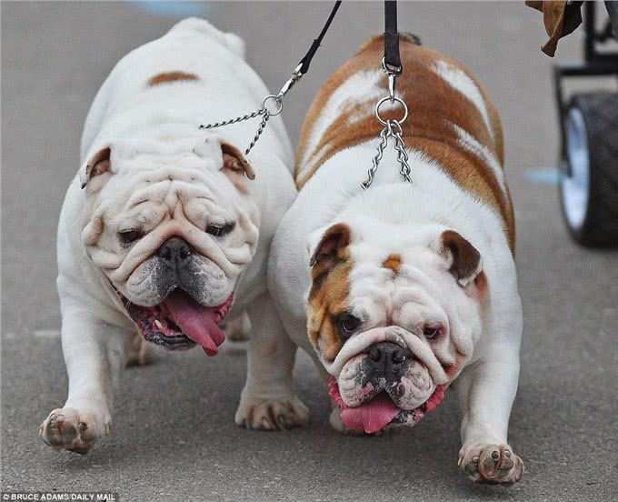 英国伯明翰Crufts犬赛开幕各类萌犬争先亮相