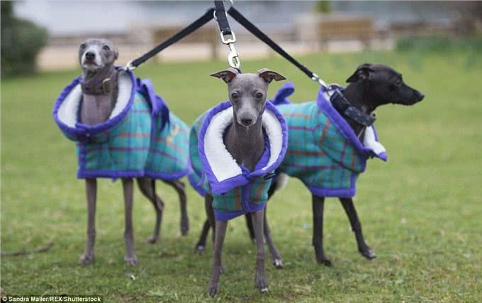 英国伯明翰Crufts犬赛开幕各类萌犬争先亮相