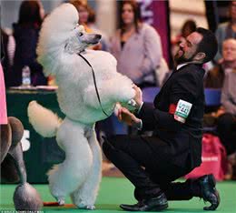 英国伯明翰Crufts犬赛开幕各类萌犬争先亮相