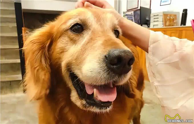 别被骗了!金毛犬的6大缺点，不是一般人能承受的
