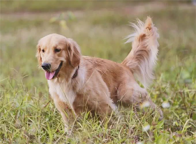别被骗了!金毛犬的6大缺点，不是一般人能承受的