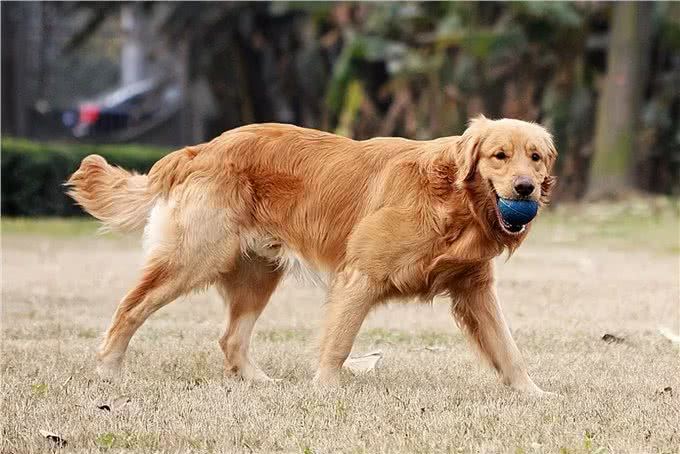 别被骗了!金毛犬的6大缺点，不是一般人能承受的