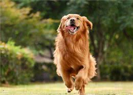 别被骗了!金毛犬的6大缺点，不是一般人能承受的