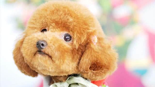 泰迪犬这样饲养就错了