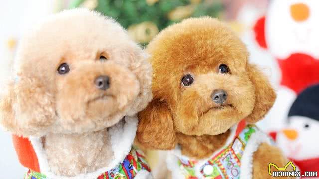 泰迪犬这样饲养就错了
