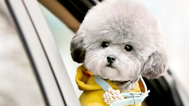 泰迪犬这样饲养就错了