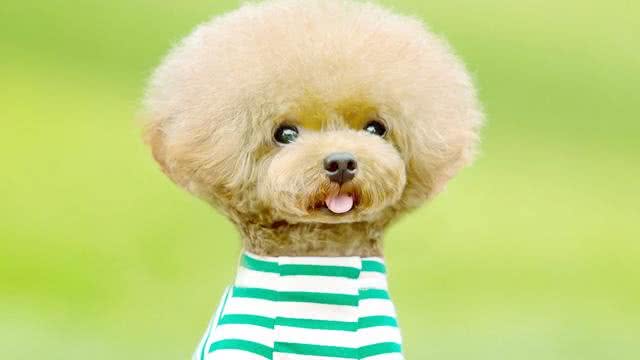 泰迪犬这样饲养就错了