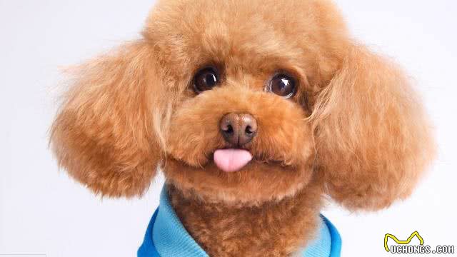 泰迪犬这样饲养就错了