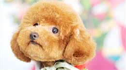 泰迪犬这样饲养就错了