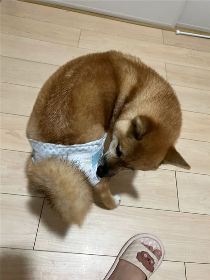 20条狗狗冷知识，第7条你绝对想不到，第19条你会很嫌弃