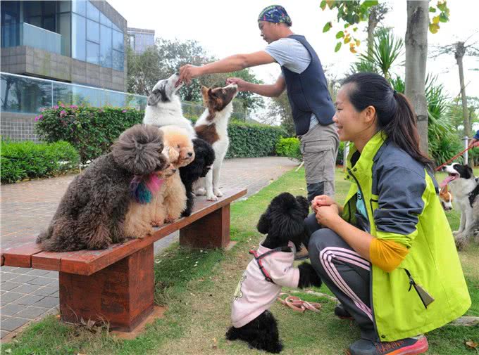 想不到吧，狗狗拉粑粑的姿势，也隐藏了那么多秘密