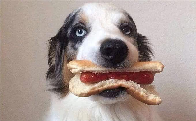 狗狗最爱的6种食物，你喂过几种?