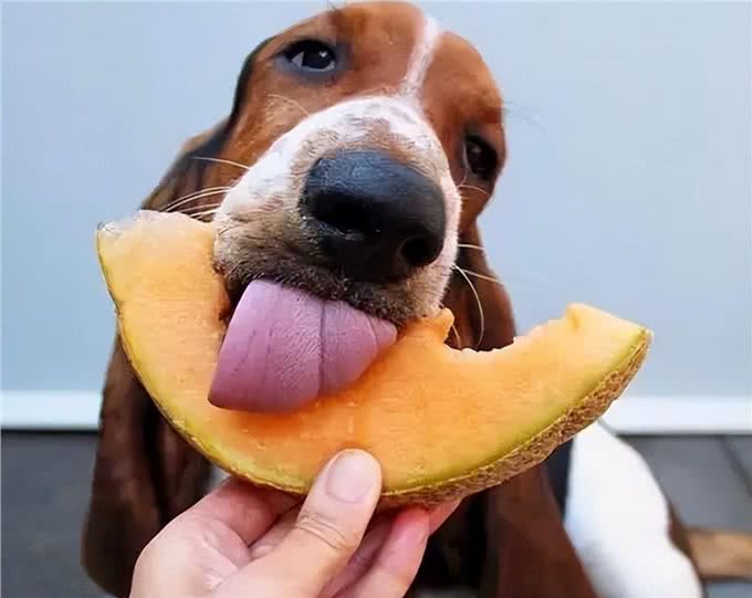 狗狗最爱的6种食物，你喂过几种?