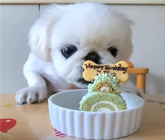 狗狗最爱的6种食物，你喂过几种?