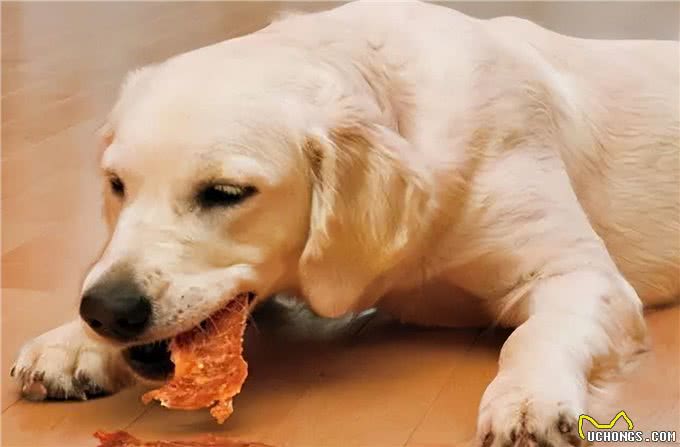 狗狗最爱的6种食物，你喂过几种?