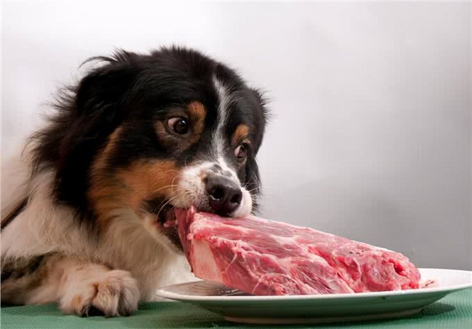 狗狗最爱的6种食物，你喂过几种?