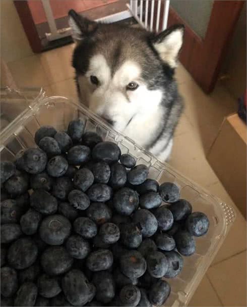 这些食物对狗狗而言，堪称补品，很多人不知道
