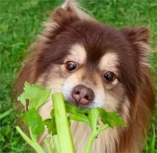 这些食物对狗狗而言，堪称补品，很多人不知道