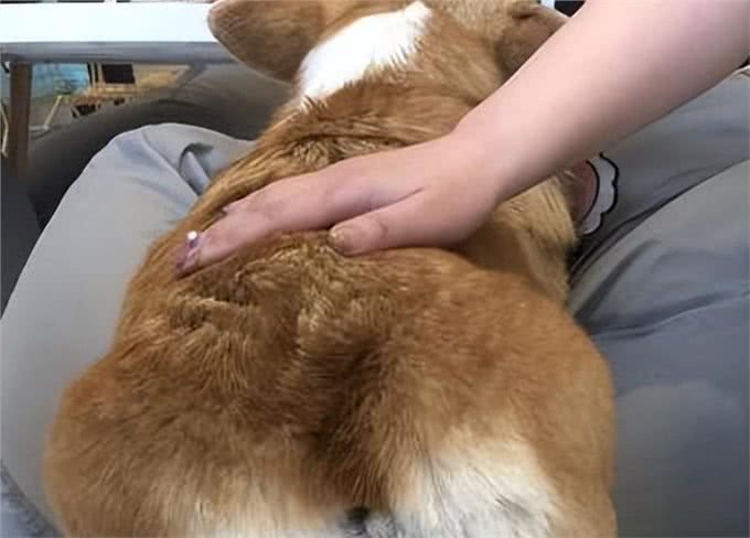 狗狗最喜欢被摸的7个地方!你越摸，它越舒服