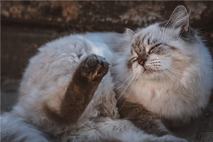 猫癣和狗癣:宠物的小烦恼，还是我们的大问题?